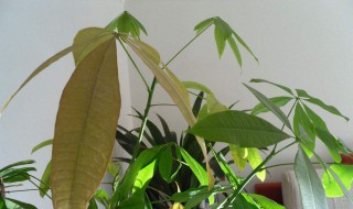 家养的发财树开始枯萎了怎么办 成功救活它很简单