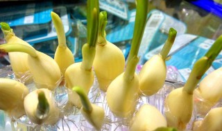 山东什么时候种大蒜 大家可以了解一下