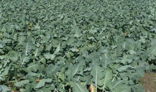 花菜亩产多少斤 大家可以了解一下