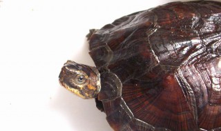 条颈摄龟的寿命 条颈摄龟能活多久