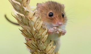 属鼠为什么不能吃蛇 大家可以看一看