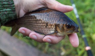 10月钓大鲫鱼技巧 记住这5字秘诀