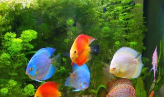 有不用玻璃的鱼缸吗 鱼缸有不用玻璃的吗