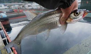 路小翘嘴用什么饵好 钓翘嘴用什么饵料好