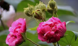 芙蓉花扦插时间 芙蓉花的扦插方法