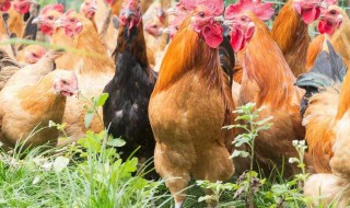 梦见许多鸡的含义 带你了解梦境意思