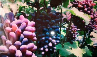 蓝宝石葡萄如何辨认 如何从葡萄叶子上来辨别