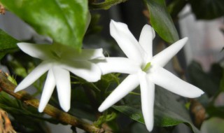 笔尖茉莉花养殖方法 笔尖茉莉怎么养
