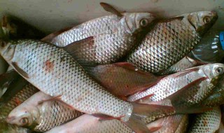 钓土鲮线组搭配 搭配注意事项