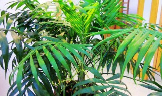 袖珍椰子养护大忌 只需这样做