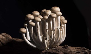 蘑菇的种法 用对的方法种植好的菇