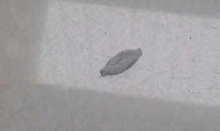 衣蛾虫从哪里来 要怎么防治