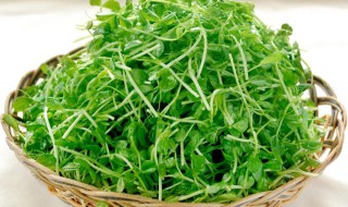 羊豆苗怎么用 你试过这样做吗