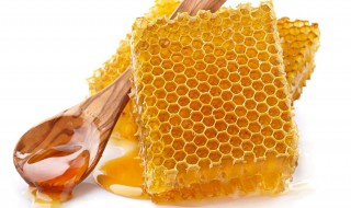 野蜂巢的药用价值 这点很重要哦