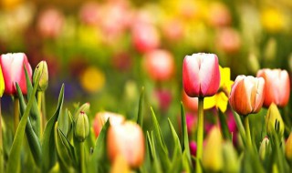 郁金香花样鞋子织法 基本织法