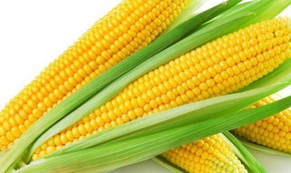 菲丁是什么东西 玉米提取菲丁是真的假的