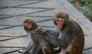 属猴和什么属相不合 属猴和哪些属相不合
