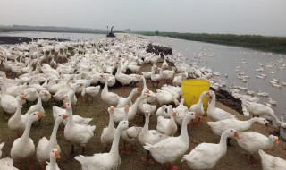 养鹅多少只才有补贴 养鹅多少有补贴