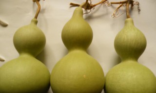 手捻葫芦刚摘下来怎么处理 新摘下的手捻处理方法