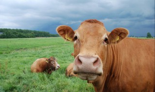 牛身上长瘊子怎么办 牛身上长瘊子怎么处理