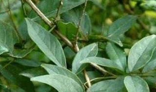 无根藤的功效与作用 你有了解吗？