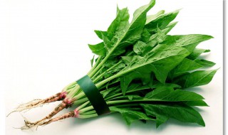 波菜有哪些功效 你知道吗