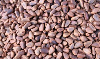 松树籽的作用与功效 松树籽能生吃吗