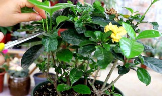 栀子花的10月修剪方法 分享修剪的注意事项