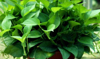 绿箩多久浇一次水 你浇对了吗