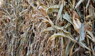 玉米秆怎么加工能挣钱 这几种加工方式能挣钱