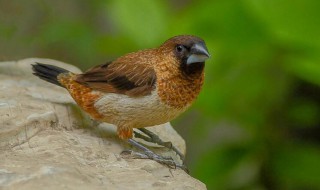 白腰文鸟的寿命有多长 都吃什么食物