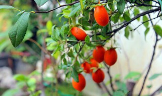 金弹子卷叶是什么情况 养殖注意事项须知