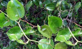 金钢藤功效 金钢藤的生长习性