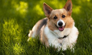 什么犬最好养 你养过几种