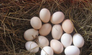 鸡蛋批发生意好做吗 生意经