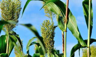 甜高粱牧草亩产多少 甜高粱亩产多少牧草