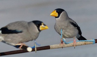 蜡嘴鸟食自制方法 一起来看看