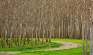 孕妇梦见白杨树 是怎么回事