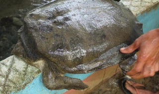 珍珠鳖的做法 珍珠鳖应该怎么食用呢