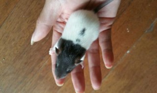 花枝鼠怎么训练 慢慢引诱