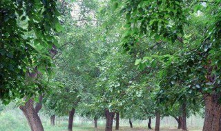 桑拓木命是什么意思 怎么解析