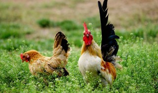 比猴小一岁的属啥 十二生肖