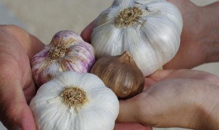 大蒜水拼洗衣粉可以治蔬菜病虫害吗? 治蔬菜病虫害