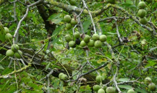 核桃树最怕什么药 有什么要注意的