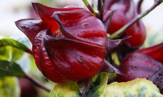 红桃k浸酒制作方法分享 注意事项须知