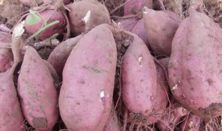 红薯怎么不烂保存的久一点呢 这样红薯才能安全地度过冬天