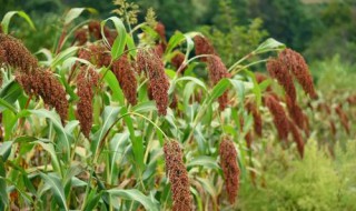 红缨子高粱亩产多少 生育期多长