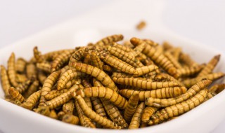 面包虫可以筏钓吗? 面包虫可以用来筏钓吗?