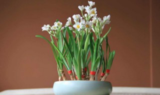 水仙花用土种植方法 这三点要做到