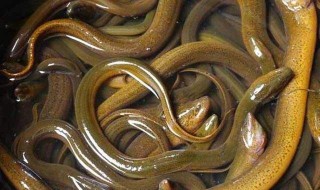 香油捕黄鳝泥鳅绝招 怎么捕捉黄鳝泥鳅